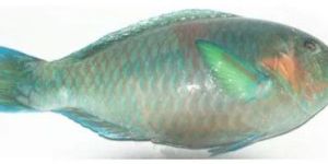 Frozen Parrot Fish
