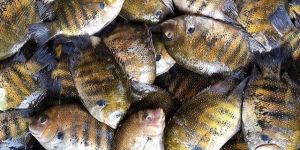 Frozen Pearl Spot Fish