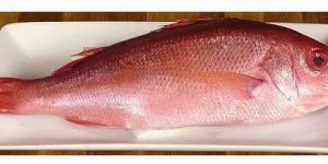 Frozen Red Snapper Fish