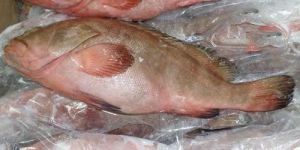 Frozen Reef Cod Fish
