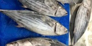 Frozen Skipjack Tuna