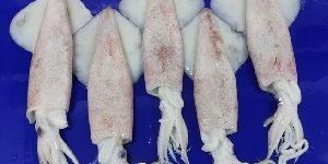 Frozen Uroteuthis Duvaucelii Squid