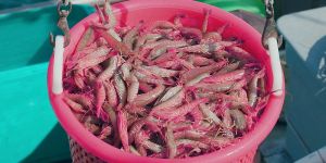 Frozen Ridgeback Shrimp