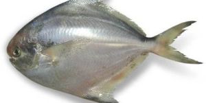 Frozen Silver Pomfret Fish