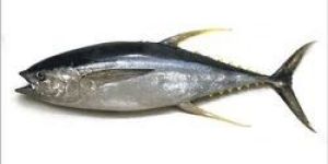 Frozen Yellowfin Tuna Fish
