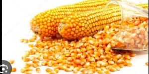 Animal Feed Yellow Maize Seeds