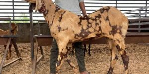 Sirohi Pregnant Bakriya