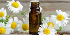 Chamomile Roman Essential Oil