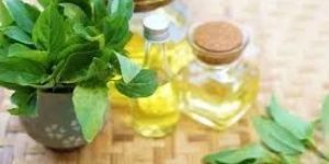 Indian Basil Oil