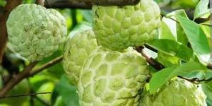 Custard Apple