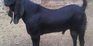 Beetal Goat