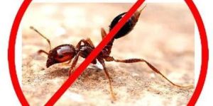 Ant Pest Control Services