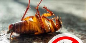 Cockroaches Pest Control Services