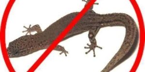 Lizard Pest Control Service