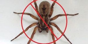 Spider Pest Control Services