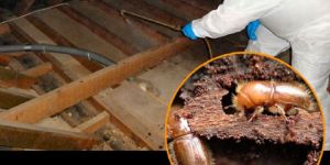 Wood Borer Control Services
