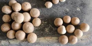 Dried Betel Nut