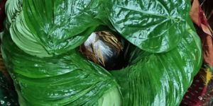 Betel Leaves