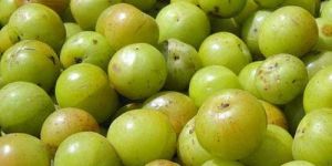 Indian Gooseberry