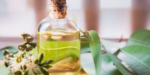 Eucalyptus Essential Oil