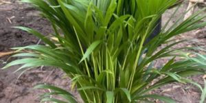 Areca Palm Plant