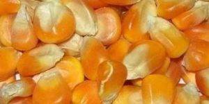 Yellow Dry Corn