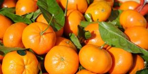 A Grade Maharashtra Nagpur Orange