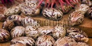 Brown Castor Seeds