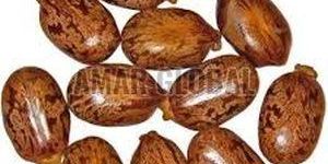 Hybrid Castor Seeds