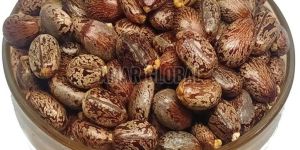 Organic Castor Seeds