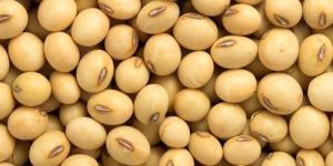Soybean Seeds