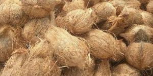 Semi Husked Coconut