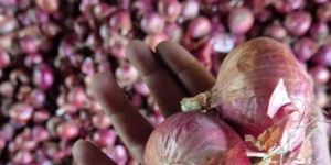 Fresh Red Onion