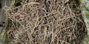 Ashwagandha Husk Root