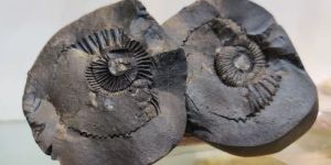 Natural Stone Laxmi Narayan Shaligram