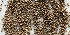 Coriander Seeds
