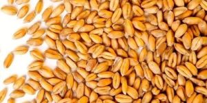 Durum Wheat Seeds