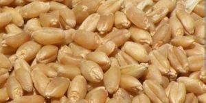 Hybrid Wheat Seeds