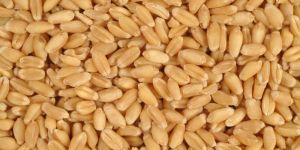 Wheat