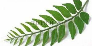 Curry Leaves