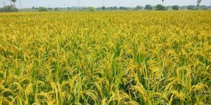 Research Paddy Seeds