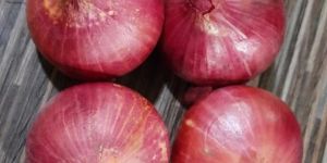 Vakratund Fursungi Research Onion Seeds