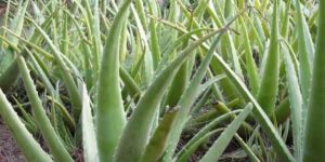 Aloe Vera Plants