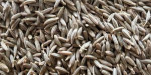 Pure Cumin Seeds