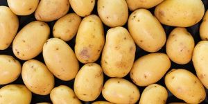 Potato
