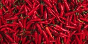 Fresh Red Chilli