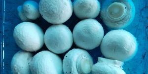 Fresh Organic Evergreen Button Mushroom