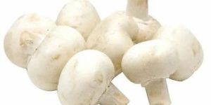 Fresh Organic White Button Mushroom