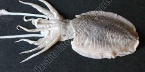 Fresh Cuttle Fish