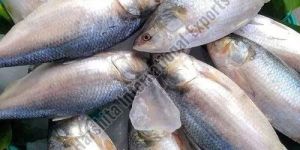 Fresh Godavari Pulasa Fish